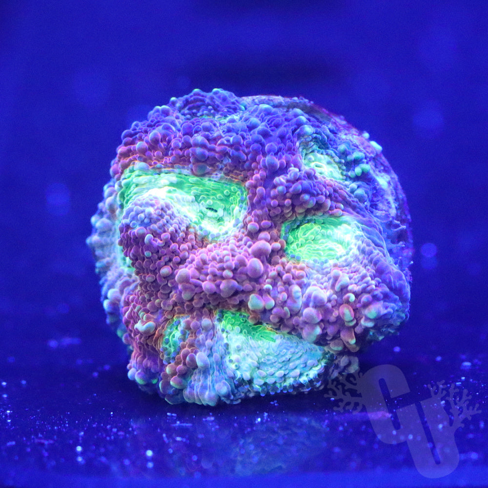 ACI Pumpkin Echinata