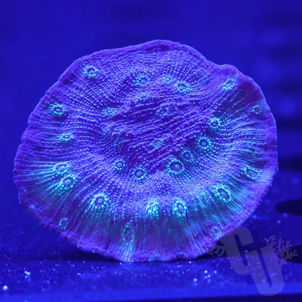 Glacier Freeze Chalice