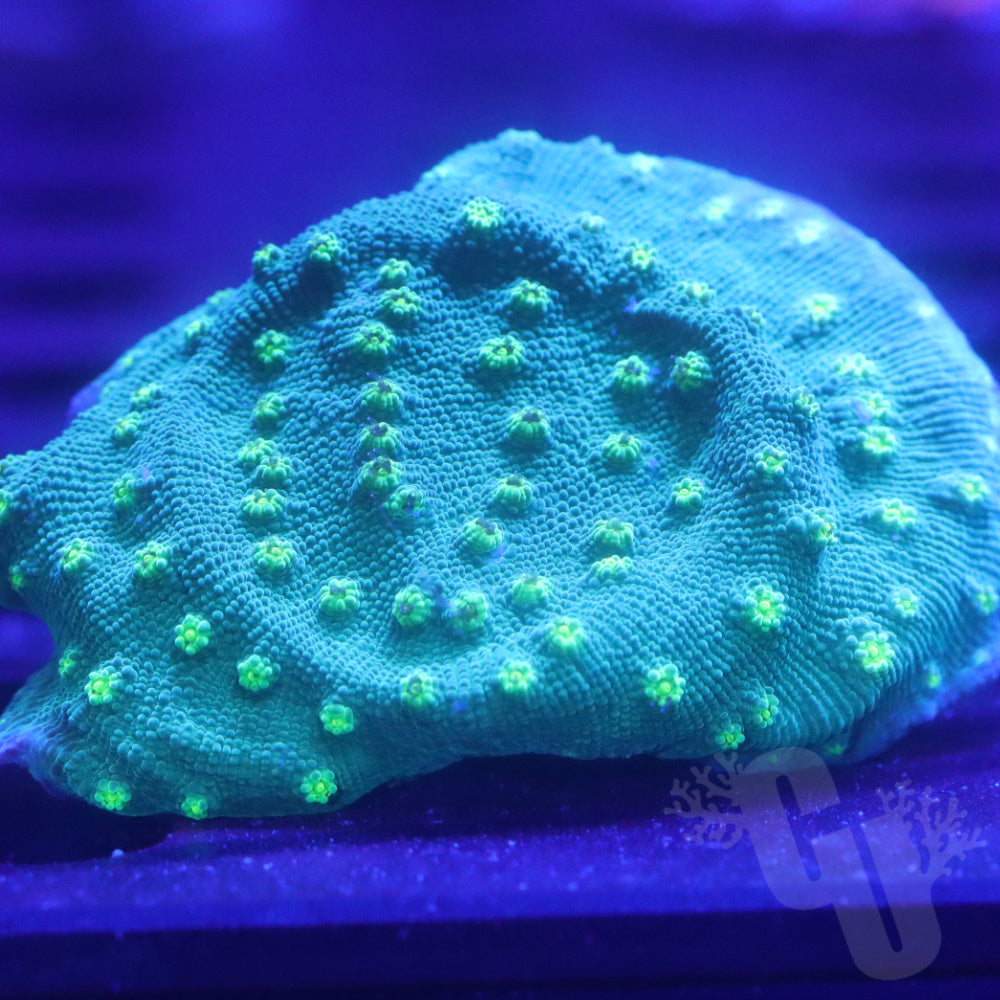 Hollywood Stunner Chalice