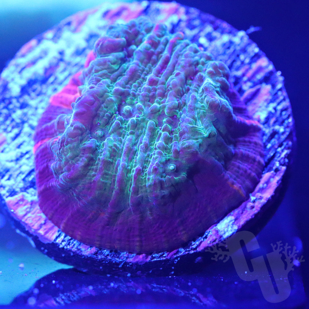 Kaleidoscope Chalice