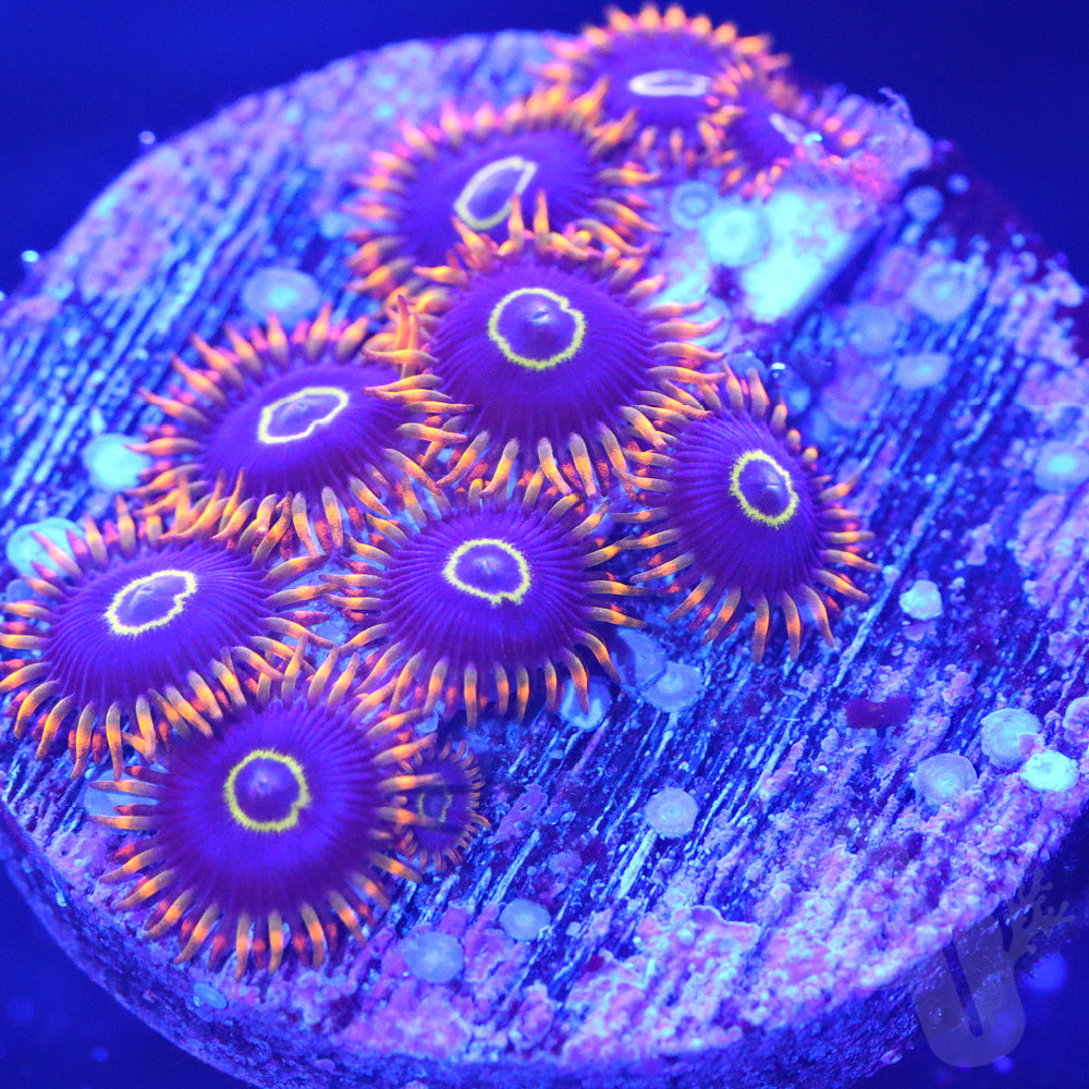 Rainbow Hornets Zoa