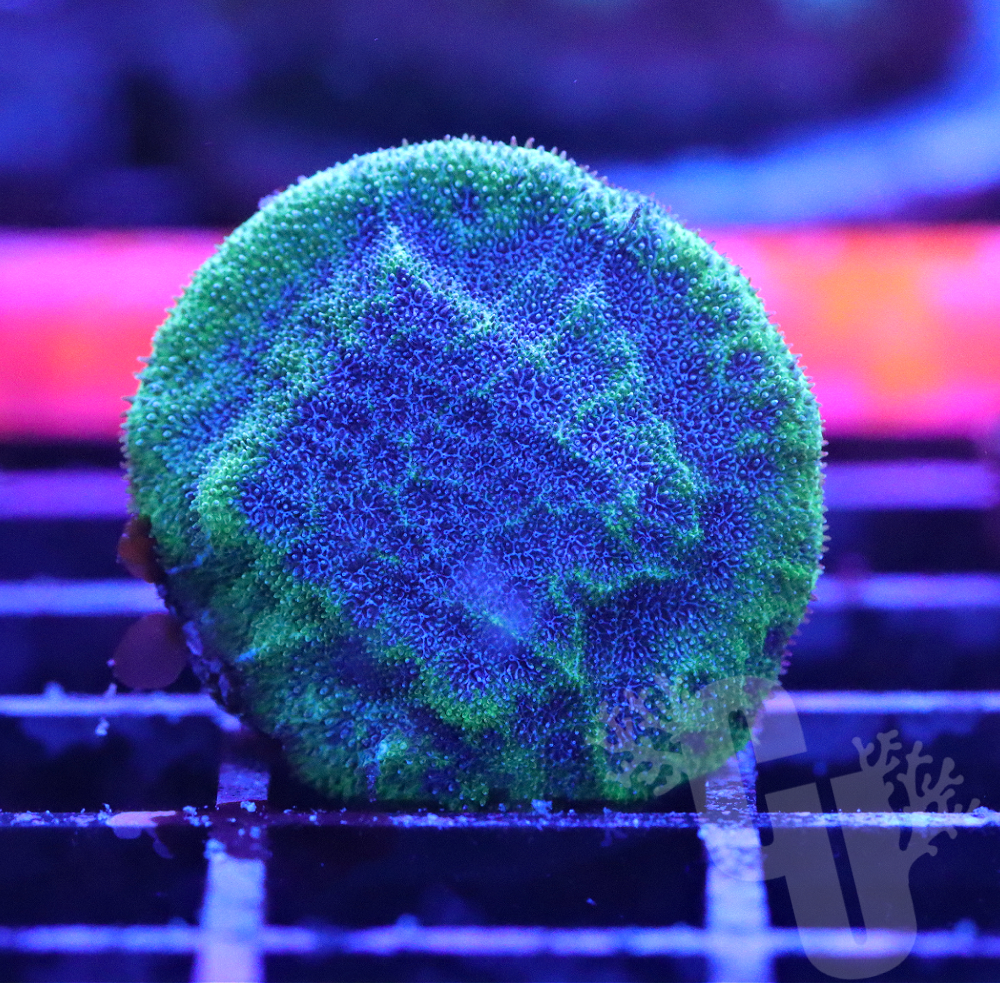 Thunderstruck Psammocora