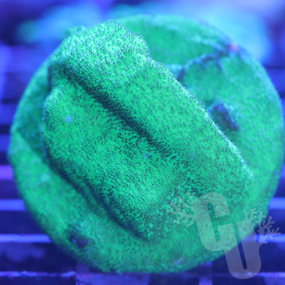 WinterGreen Psammocora