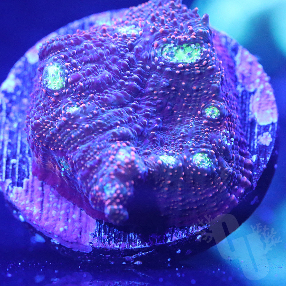 ACI Crazy Eye Chalice