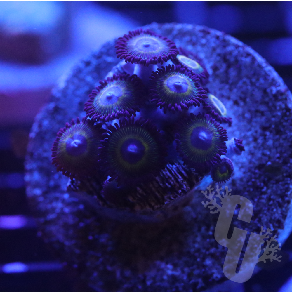 Evil Empire Zoa