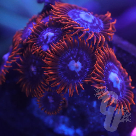 Fire and Ice Zoanthids