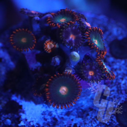 Gatorade Zoanthids