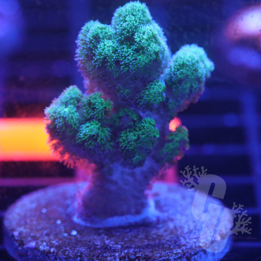 Green Pocillopora