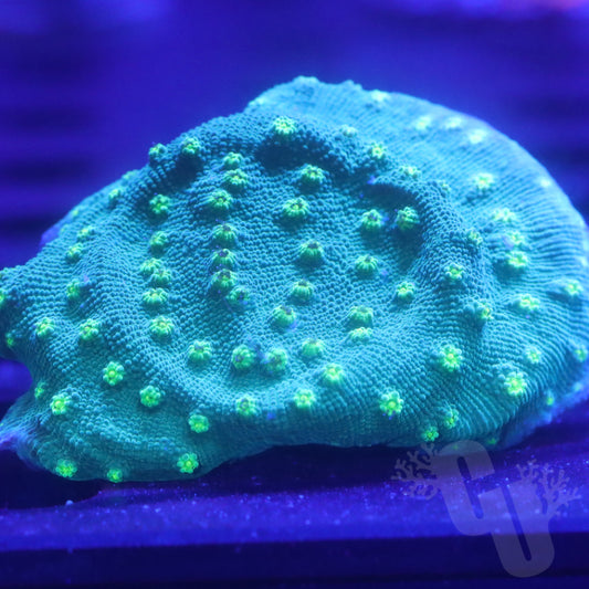 Hollywood Stunner Chalice