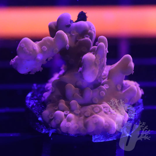 Montipora Setosa