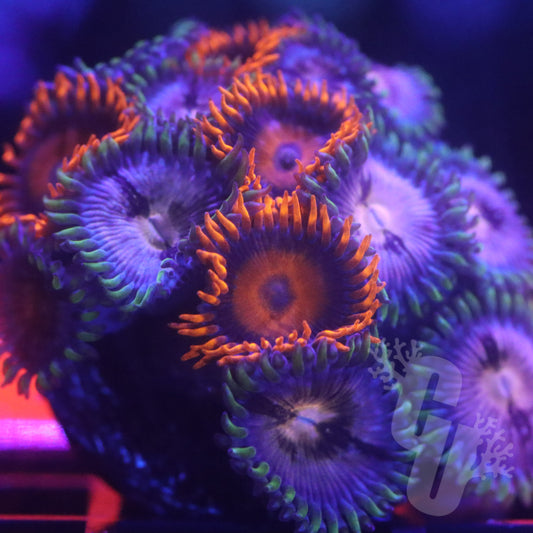 Narvana Orange zoa