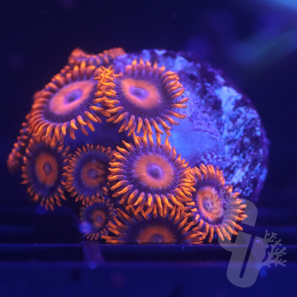 Orange Oxide Zoa