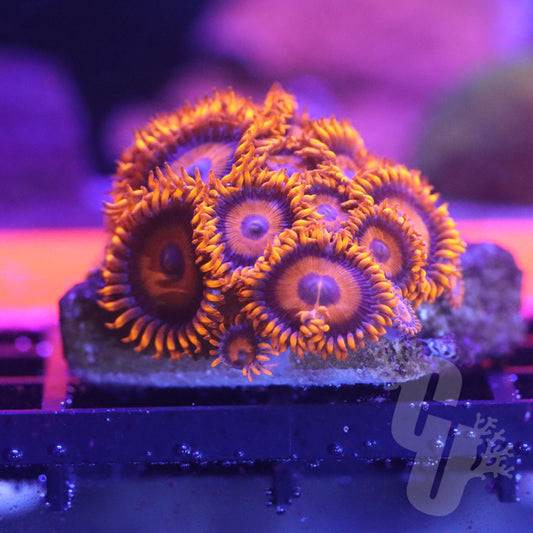 Orange Oxide Zoanthids