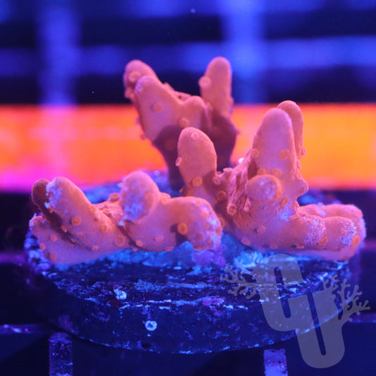 Orange setosa montipora