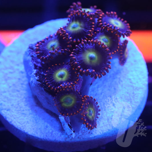 Pearl Jam Zoa