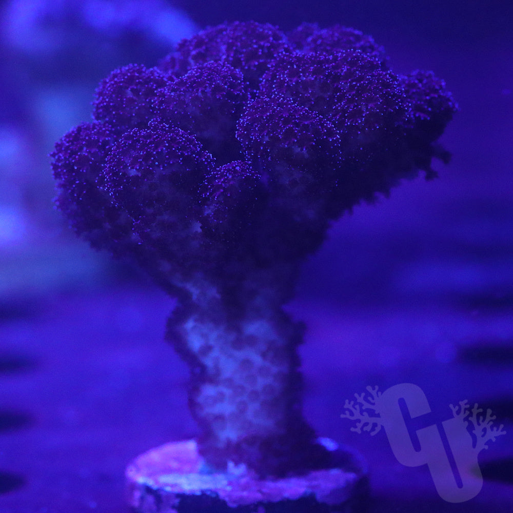 Pink Pocillopora