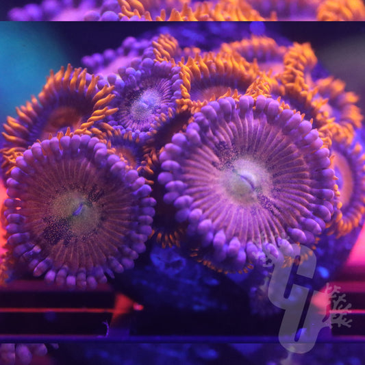 Playboy Orange Oxide Combo Zoa