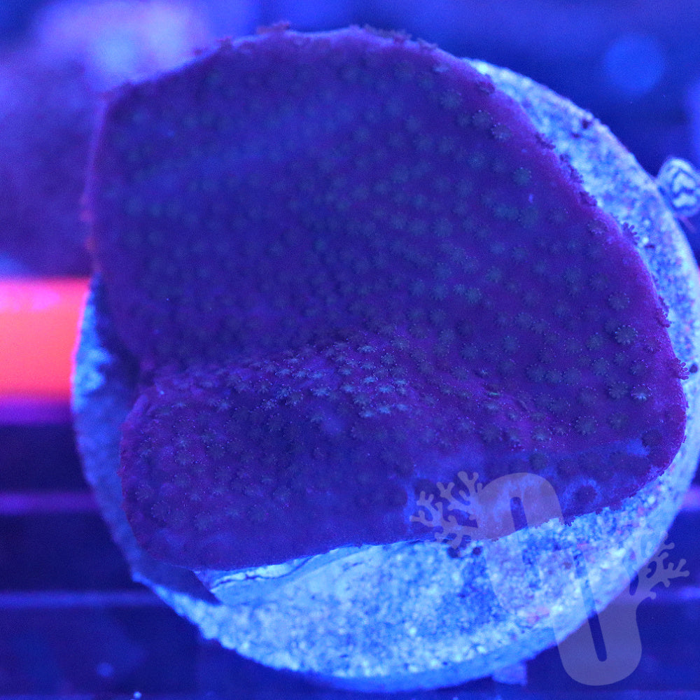 Purple Haze Montipora