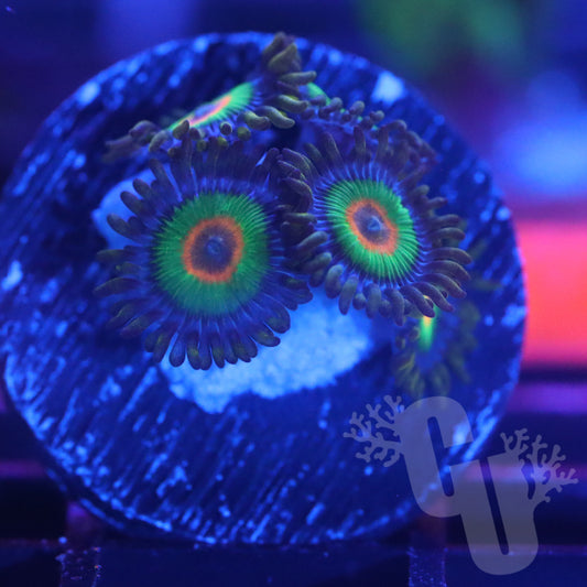 Rasta Zoa