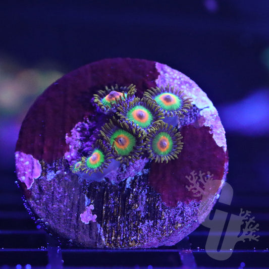 Rasta Zoa