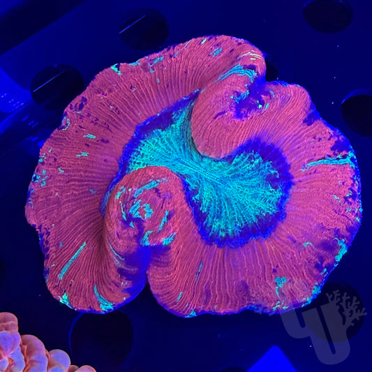 Coral Drop Raffle