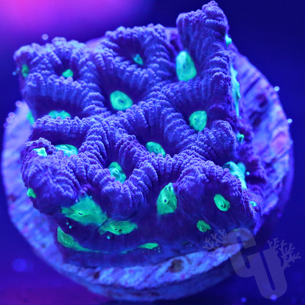 This Means WAR-coral