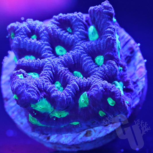 This Means WAR-coral