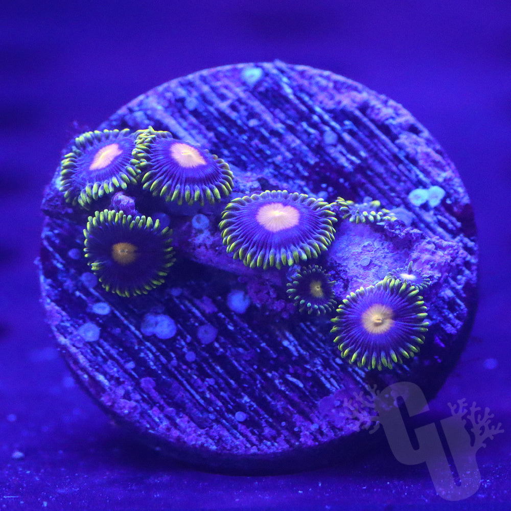 WWC Blue Pinwheel ZoA
