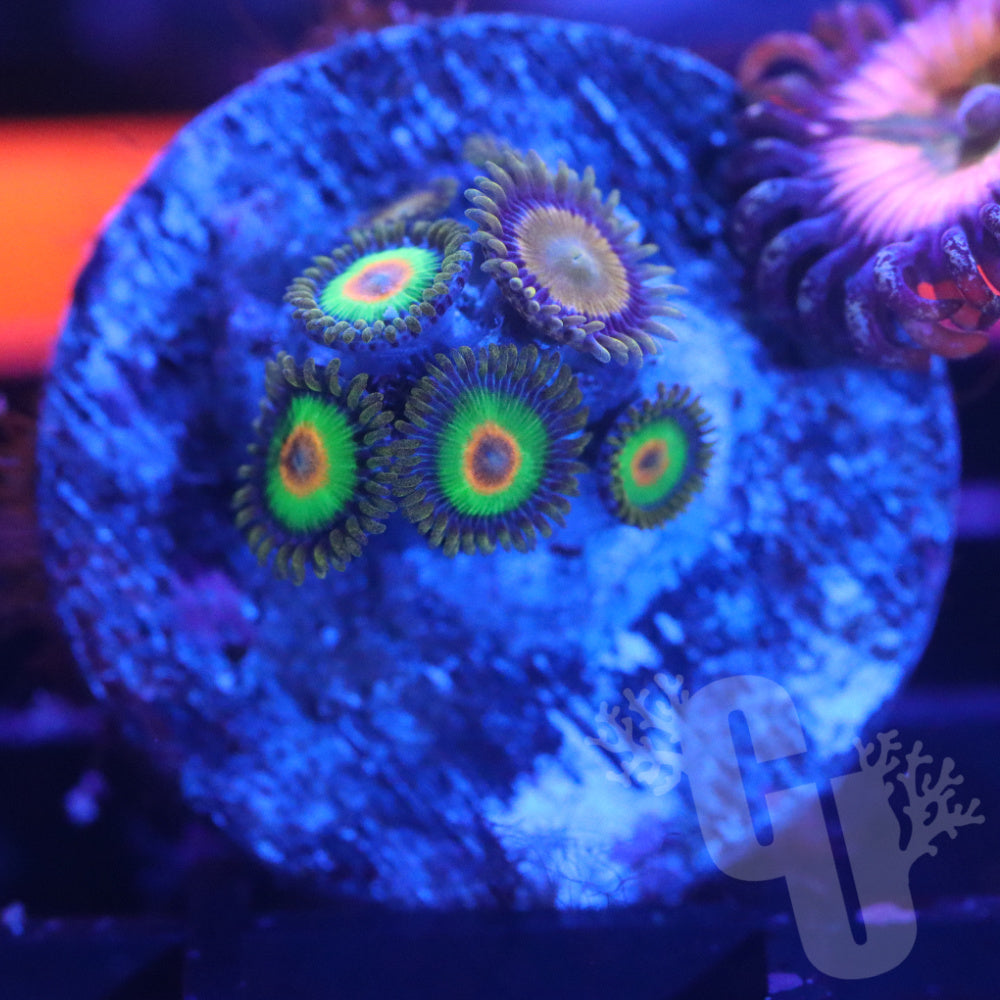 Zoa Combo